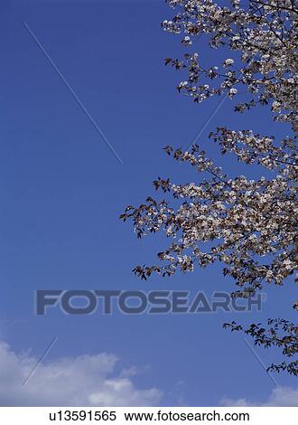 Cherry Blossom View Large Photo Image Stock Photography - Cherry Blossom. Fotosearch
