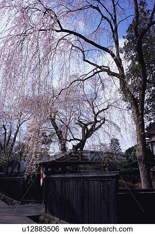 Stock Photograph - Cherry blossoms, Akita Prefecture, Japan. Fotosearch