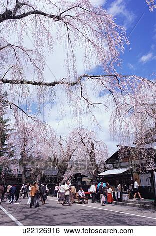 Stock Photograph - Cherry blossoms, Akita Prefecture, Japan. Fotosearch