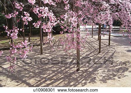 Stock Image - Cherry blossoms at Daigo-ji Temple, Kyoto Prefecture, Japan. Fotosearch