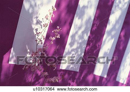 Cherry blossoms, Hirano-jinja Shrine, Kyoto Prefecture, Japan View Large Photo Image Picture - Cherry blossoms, Hirano-jinja Shrine, Kyoto Prefecture, Japan. Fotosearch