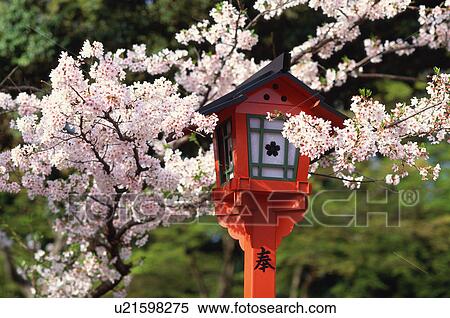 Cherry blossoms, Hirano-jinja Shrine, Kyoto Prefecture, Japan View Large Photo Image Stock Photography - Cherry blossoms, Hirano-jinja Shrine, Kyoto Prefecture, Japan. Fotosearch