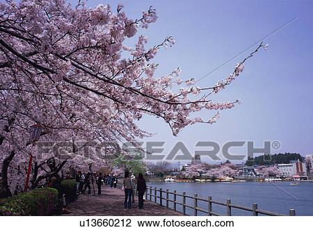 Cherry blossoms in a park View Large Photo Image Stock Image - Cherry blossoms in a park. Fotosearch