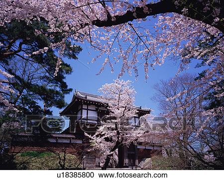 Cherry blossoms in a park View Large Photo Image Stock Image - Cherry blossoms in a park. Fotosearch