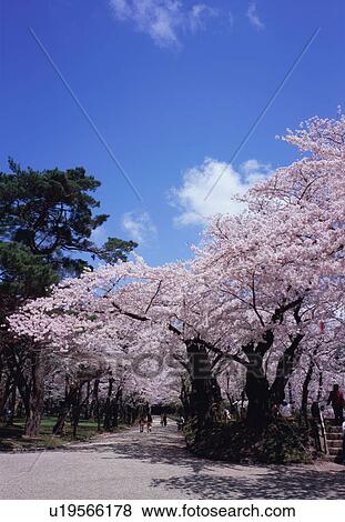 Stock Photo - Cherry blossoms in a park. Fotosearch