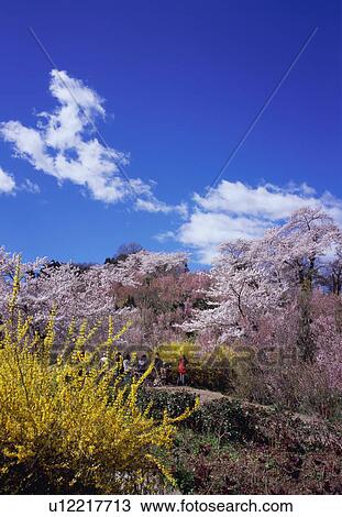 Cherry blossoms in Hanamiyama Park View Large Photo Image Stock Image - Cherry blossoms in Hanamiyama Park. Fotosearch