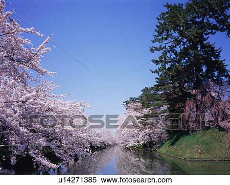 Cherry blossoms in Hirosaki Castle View Large Photo Image Stock Photography - Cherry blossoms in Hirosaki Castle. Fotosearch