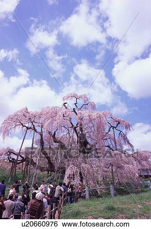 Stock Photograph - Cherry blossoms in Miharu, Fukushima Prefecture, Japan. Fotosearch