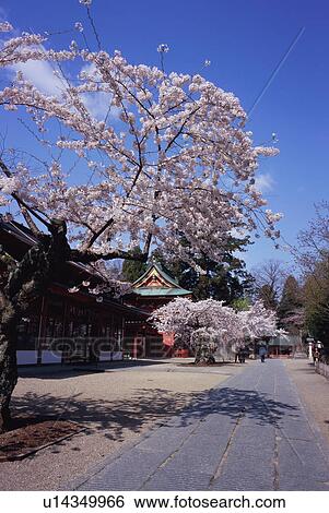 Cherry blossoms in Shiogama shrine View Large Photo Image Stock Photograph - Cherry blossoms in Shiogama shrine. Fotosearch