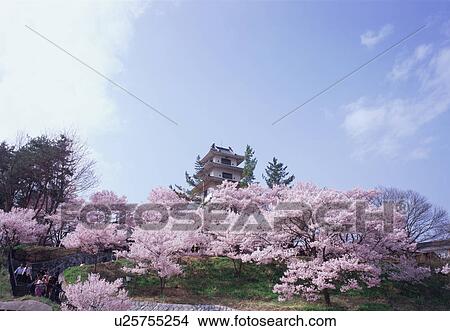Cherry blossoms in Takatoh Park View Large Photo Image Picture - Cherry blossoms in Takatoh Park. Fotosearch
