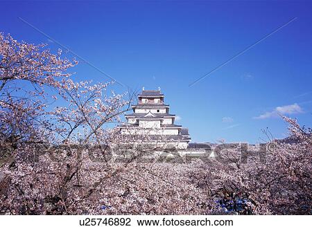 Stock Image - Cherry blossoms in Tsurugajo Castle, Fukushima Prefecture, Japan. Fotosearch