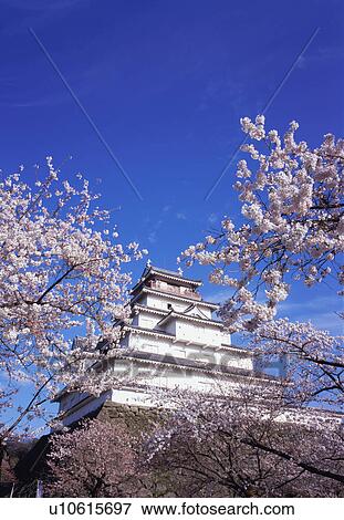 Cherry blossoms in Tsurugajo Castle, Fukushima Prefecture, Japan View Large Photo Image Stock Photo - Cherry blossoms in Tsurugajo Castle, Fukushima Prefecture, Japan. Fotosearch