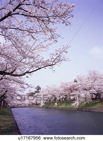 Stock Photograph - Cherry blossoms in Tsuruoka Park. Fotosearch