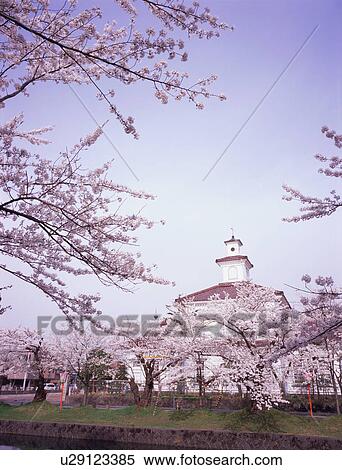 Stock Photography - Cherry blossoms in Tsuruoka Park. Fotosearch
