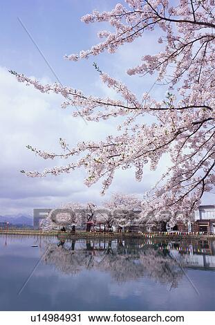 Cherry blossoms reflected upon pond View Large Photo Image Stock Image - Cherry blossoms reflected upon pond. Fotosearch