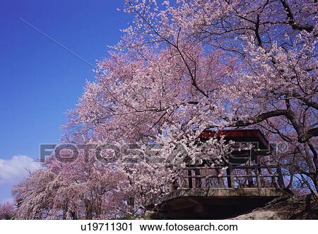 Cherry blossoms, Yamagata Prefecture, Japan View Large Photo Image Stock Image - Cherry blossoms, Yamagata Prefecture, Japan. Fotosearch