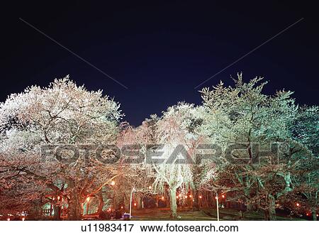 Cherry blossoms, Yamagata Prefecture, Japan View Large Photo Image Stock Photo - Cherry blossoms, Yamagata Prefecture, Japan. Fotosearch