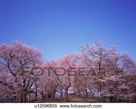 Stock Photography - Cherry blossoms, Yamagata Prefecture, Japan. Fotosearch