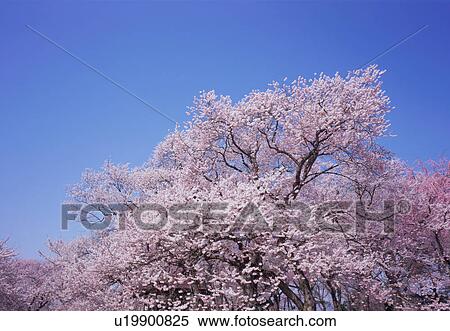 Stock Photography - Cherry blossoms, Yamagata Prefecture, Japan. Fotosearch
