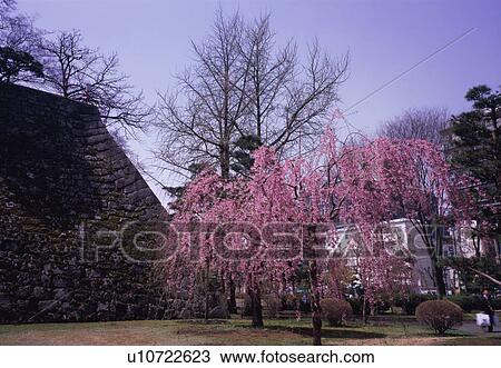 Cherry tree in Morioka castle park View Large Photo Image Stock Image - Cherry tree in Morioka castle park. Fotosearch