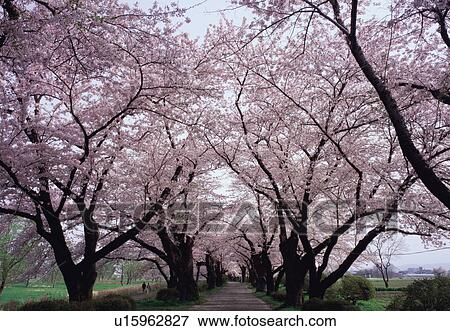 Stock Photo - Cherry trees in a row. Fotosearch