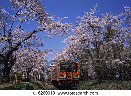 Stock Photo - Cherry trees in Ashino Park. Fotosearch