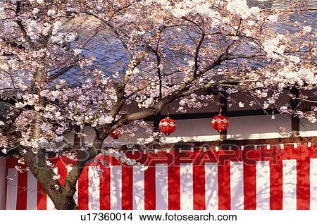 Gion, Kyoto Prefecture, Japan View Large Photo Image Picture - Gion, Kyoto Prefecture, Japan. Fotosearch