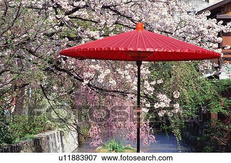 Gion, Kyoto Prefecture, Japan View Large Photo Image Stock Photo - Gion, Kyoto Prefecture, Japan. Fotosearch