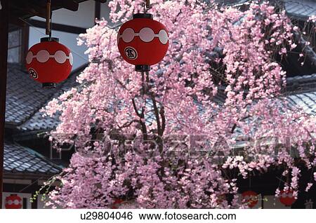 Gion, Kyoto Prefecture, Japan View Large Photo Image Stock Photograph - Gion, Kyoto Prefecture, Japan. Fotosearch