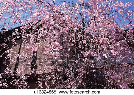 Stock Photography - Gion, Kyoto Prefecture, Japan. Fotosearch