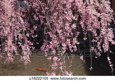 Stock Photography - Gion, Kyoto Prefecture, Japan. Fotosearch