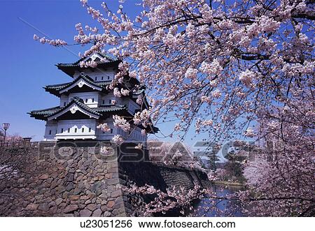Hirosaki Castle in spring View Large Photo Image Stock Photograph - Hirosaki Castle in spring. Fotosearch