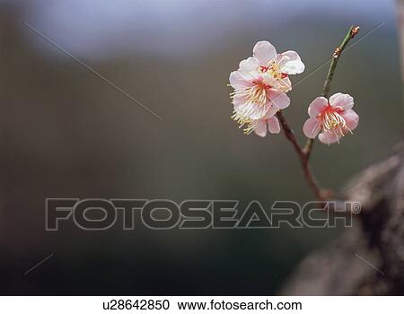 Stock Image - Japanese Apricot. Fotosearch