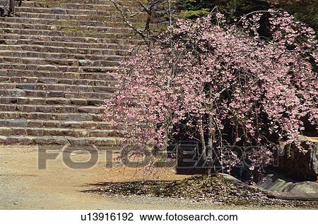Stock Image - Jingo-ji Temple, Kyoto Prefecture, Japan. Fotosearch