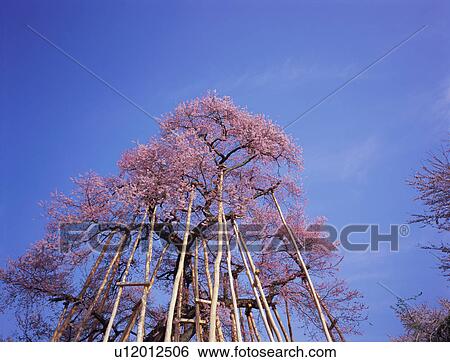 Kubo Sakura in Yamagata Prefecture, Japan View Large Photo Image Stock Photograph - Kubo Sakura in Yamagata Prefecture, Japan. Fotosearch