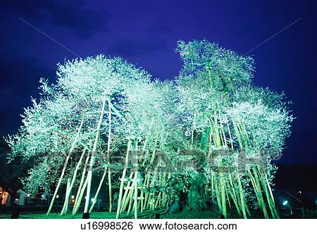 Stock Photograph - Kubo Sakura in Yamagata Prefecture, Japan. Fotosearch