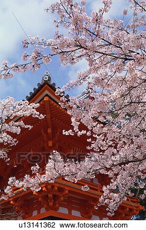 Ninnaji Temple, Kyoto Prefecture, Japan View Large Photo Image Stock Image - Ninnaji Temple, Kyoto Prefecture, Japan. Fotosearch