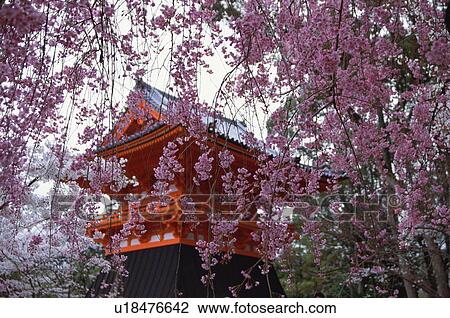 Stock Image - Ninnaji Temple, Kyoto Prefecture, Japan. Fotosearch