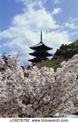 Stock Image - Ninnaji Temple, Kyoto Prefecture, Japan. Fotosearch