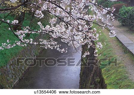Stock Photograph - Path of Philosophy, Kyoto Prefecture, Japan. Fotosearch