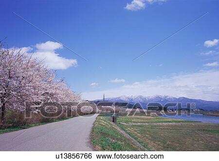 Row of cherry blossom trees View Large Photo Image Stock Photograph - Row of cherry blossom trees. Fotosearch