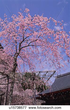 Tenryu-ji Temple, Kyoto Prefecture, Japan View Large Photo Image Stock Photo - Tenryu-ji Temple, Kyoto Prefecture, Japan. Fotosearch