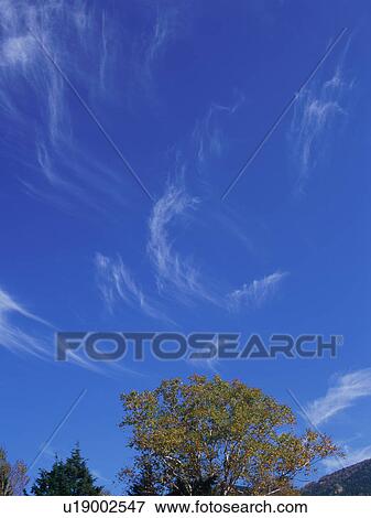 Stock Photo - Birch tree, Shiga Plateau, Nagano Prefecture, Japan. Fotosearch