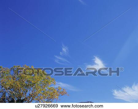 Stock Photo - Birch tree, Shiga Plateau, Nagano Prefecture, Japan. Fotosearch