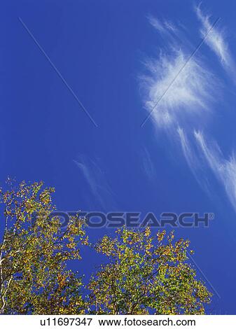 Stock Photo - Birch trees, Shiga Plateau, Nagano Prefecture, Japan. Fotosearch