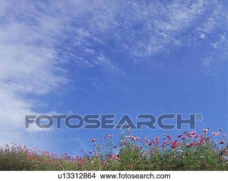 Picture - Cosmos flowers, Saku, Nagano Prefecture, Japan. Fotosearch