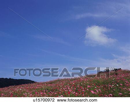 Stock Image - Cosmos flowers, Saku, Nagano Prefecture, Japan. Fotosearch