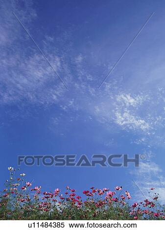 Cosmos flowers, Saku, Nagano Prefecture, Japan View Large Photo Image Stock Photography - Cosmos flowers, Saku, Nagano Prefecture, Japan. Fotosearch