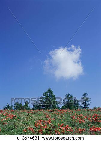 Japanese azalea growing in field View Large Photo Image Stock Image - Japanese azalea growing in field. Fotosearch