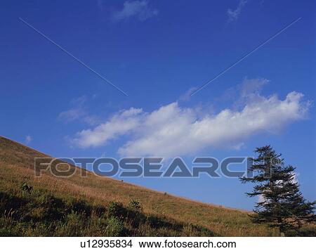 Picture - Japanese silver grass, Kirigamine, Nagano Prefecture, Japan. Fotosearch